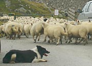 sheepdog in charge