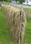 hay drying the old-fashioned way