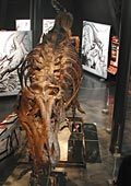 a dinosaur exhibition in part of the museum